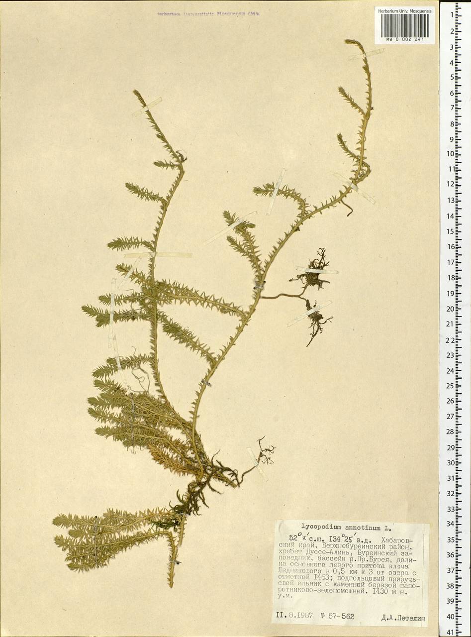 Spinulum annotinum subsp. annotinum, Siberia, Russian Far East (S6) (Russia)