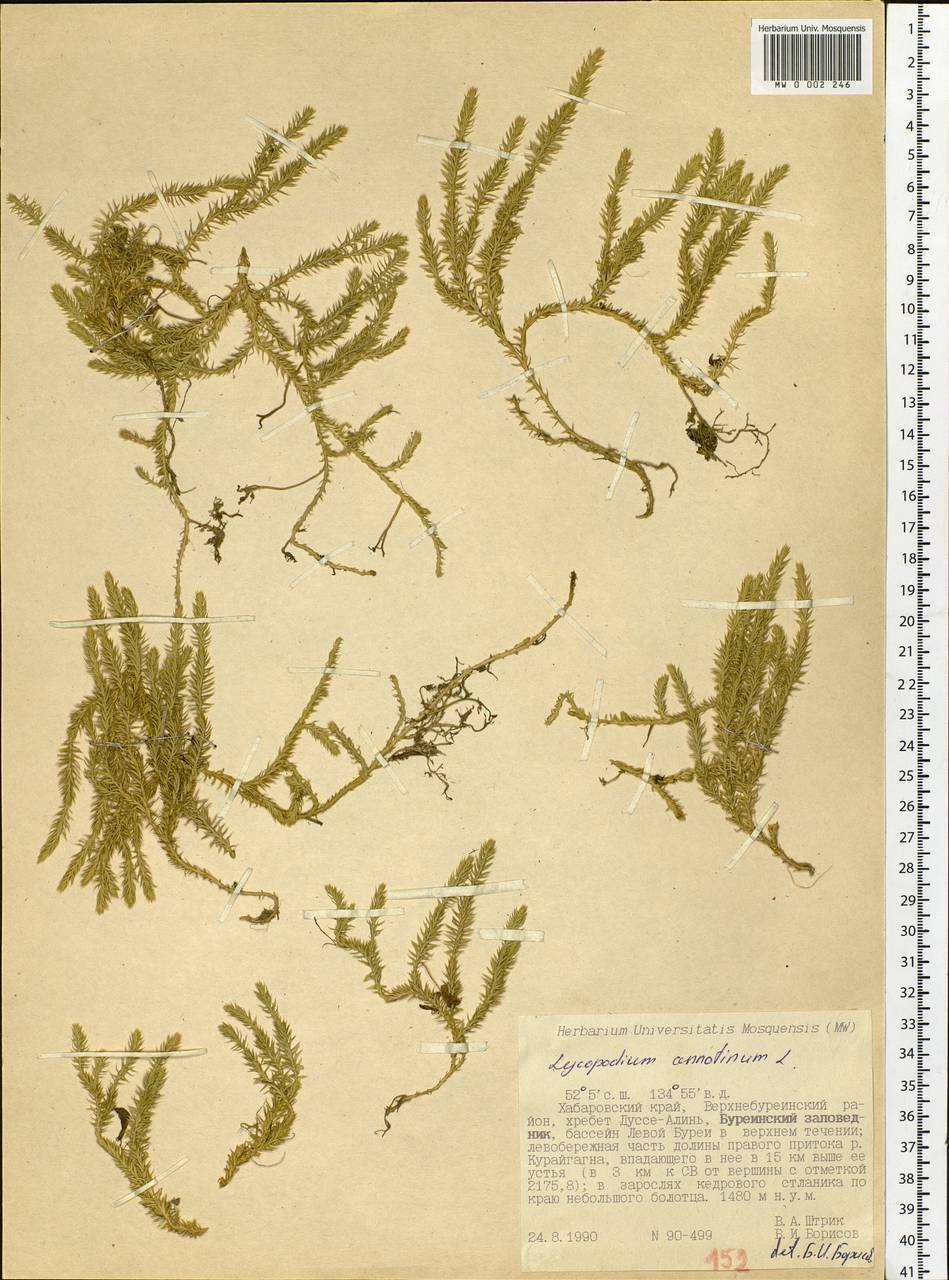 Spinulum annotinum subsp. annotinum, Siberia, Russian Far East (S6) (Russia)