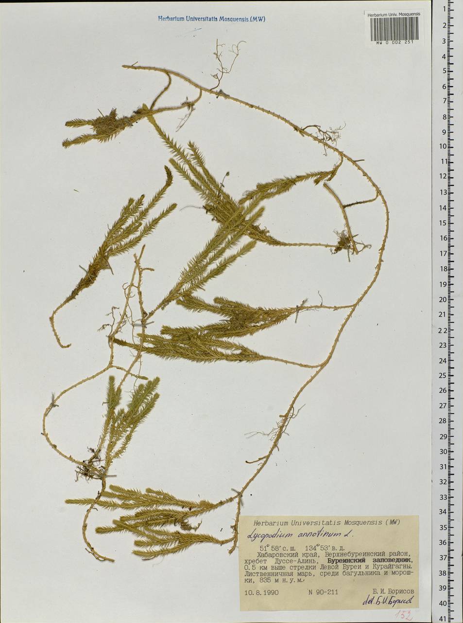 Spinulum annotinum subsp. annotinum, Siberia, Russian Far East (S6) (Russia)