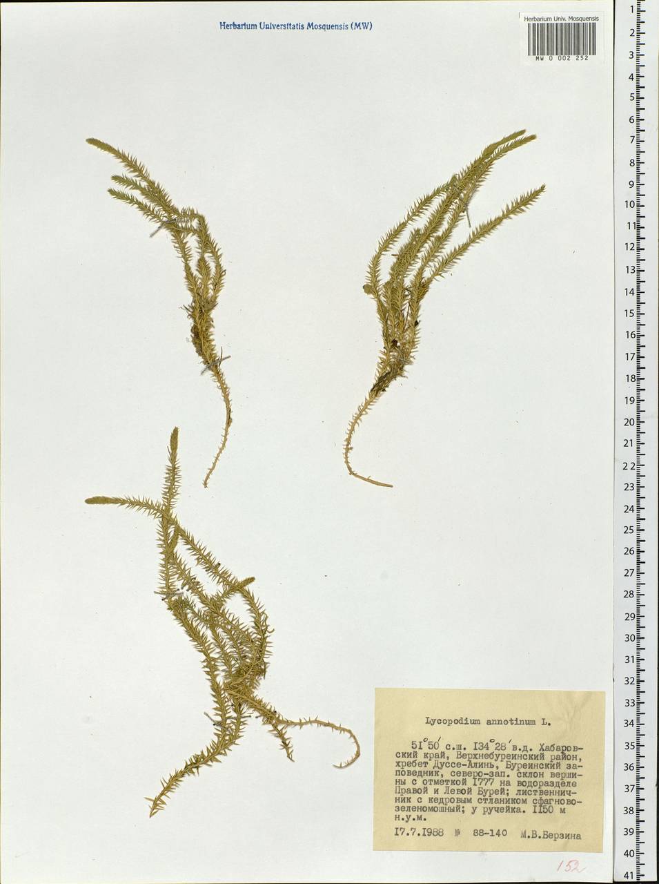 Spinulum annotinum subsp. annotinum, Siberia, Russian Far East (S6) (Russia)