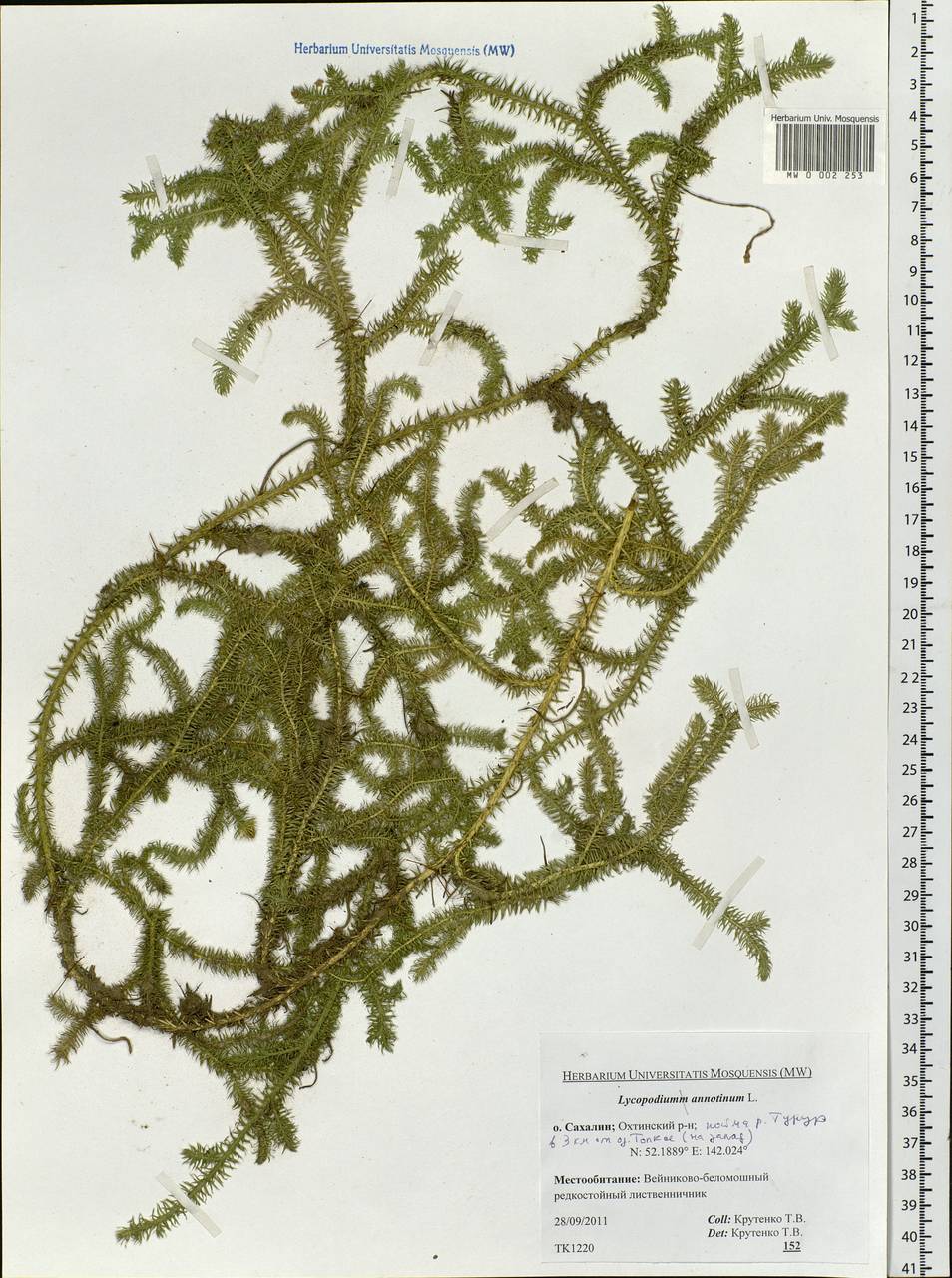 Spinulum annotinum subsp. annotinum, Siberia, Russian Far East (S6) (Russia)