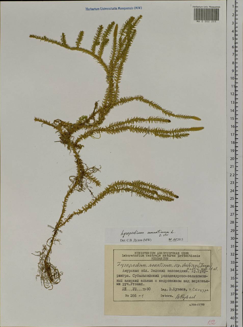 Spinulum annotinum subsp. annotinum, Siberia, Russian Far East (S6) (Russia)