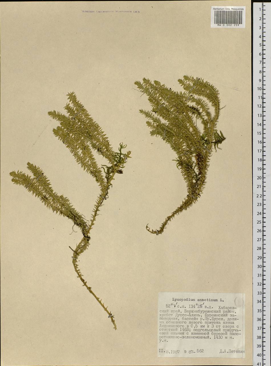 Spinulum annotinum subsp. annotinum, Siberia, Russian Far East (S6) (Russia)