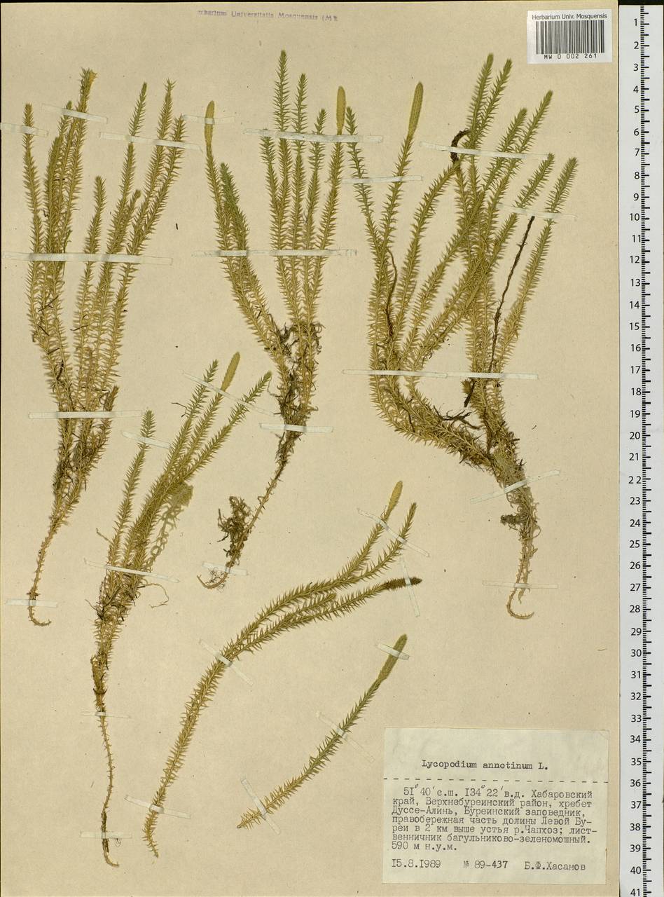 Spinulum annotinum subsp. annotinum, Siberia, Russian Far East (S6) (Russia)