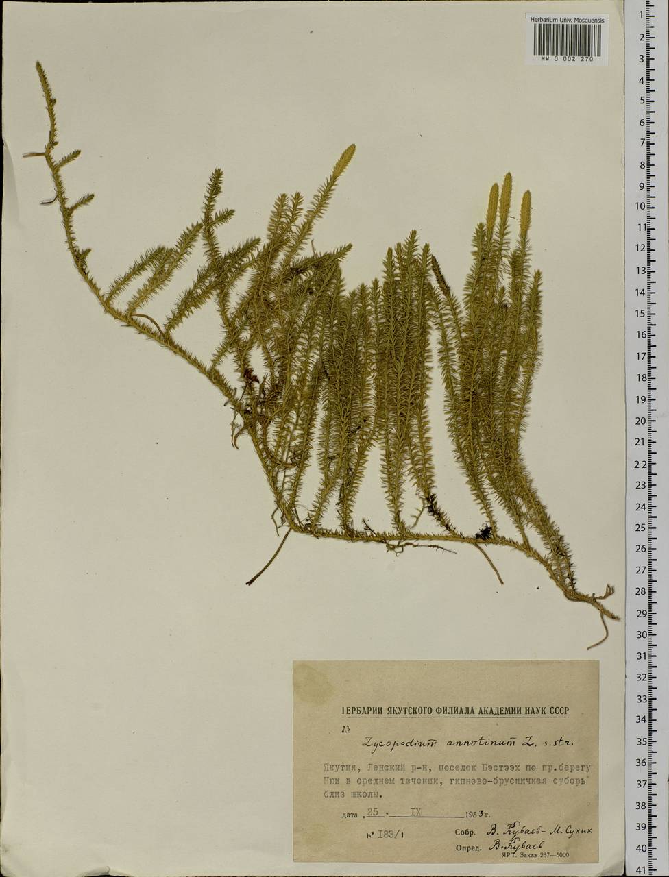 Spinulum annotinum subsp. annotinum, Siberia, Yakutia (S5) (Russia)