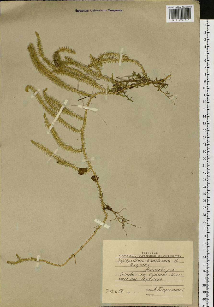 Spinulum annotinum subsp. annotinum, Siberia, Yakutia (S5) (Russia)