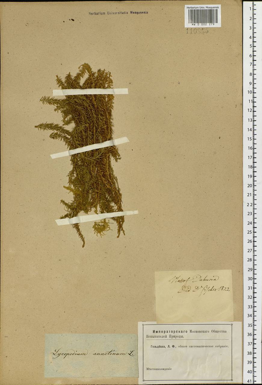 Spinulum annotinum subsp. annotinum, Siberia, Baikal & Transbaikal region (S4) (Russia)