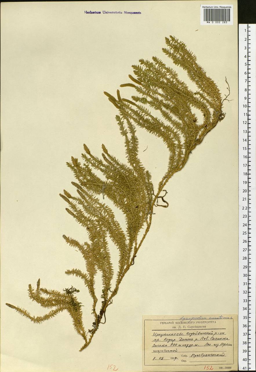 Spinulum annotinum subsp. annotinum, Siberia, Baikal & Transbaikal region (S4) (Russia)