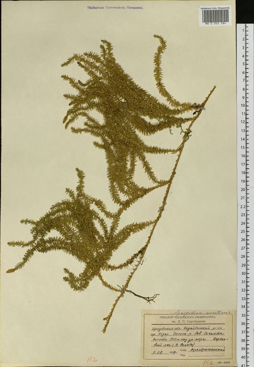 Spinulum annotinum subsp. annotinum, Siberia, Baikal & Transbaikal region (S4) (Russia)