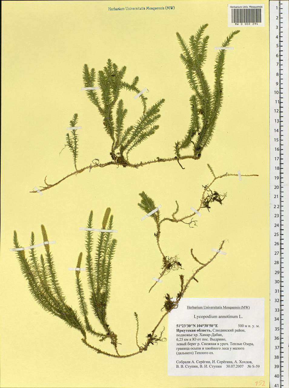 Spinulum annotinum subsp. annotinum, Siberia, Baikal & Transbaikal region (S4) (Russia)