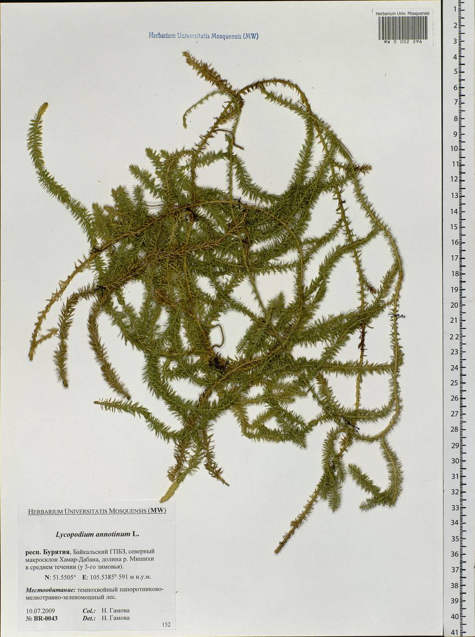 Spinulum annotinum subsp. annotinum, Siberia, Baikal & Transbaikal region (S4) (Russia)