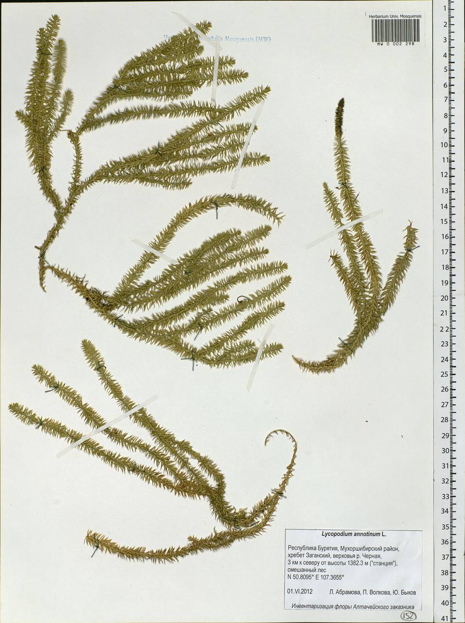 Spinulum annotinum subsp. annotinum, Siberia, Baikal & Transbaikal region (S4) (Russia)