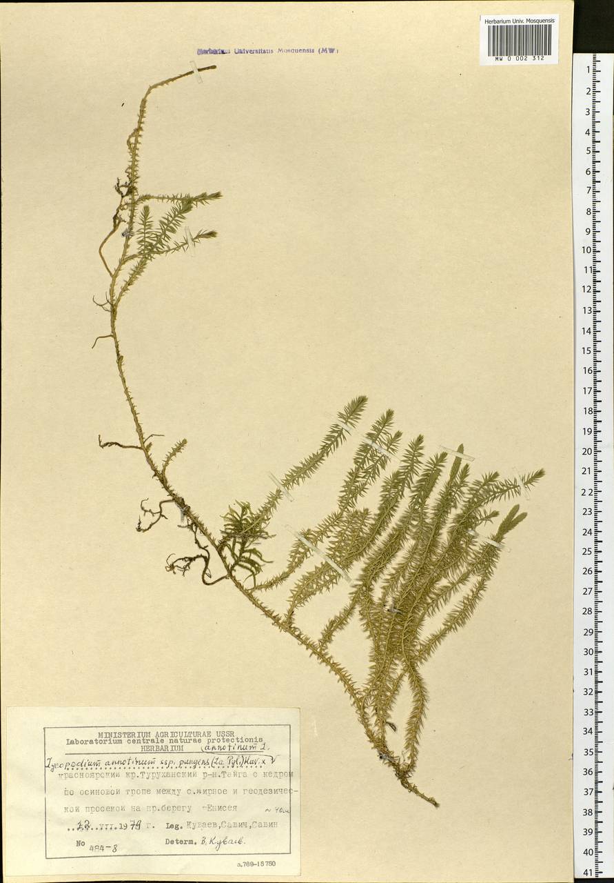 Spinulum annotinum subsp. annotinum, Siberia, Central Siberia (S3) (Russia)