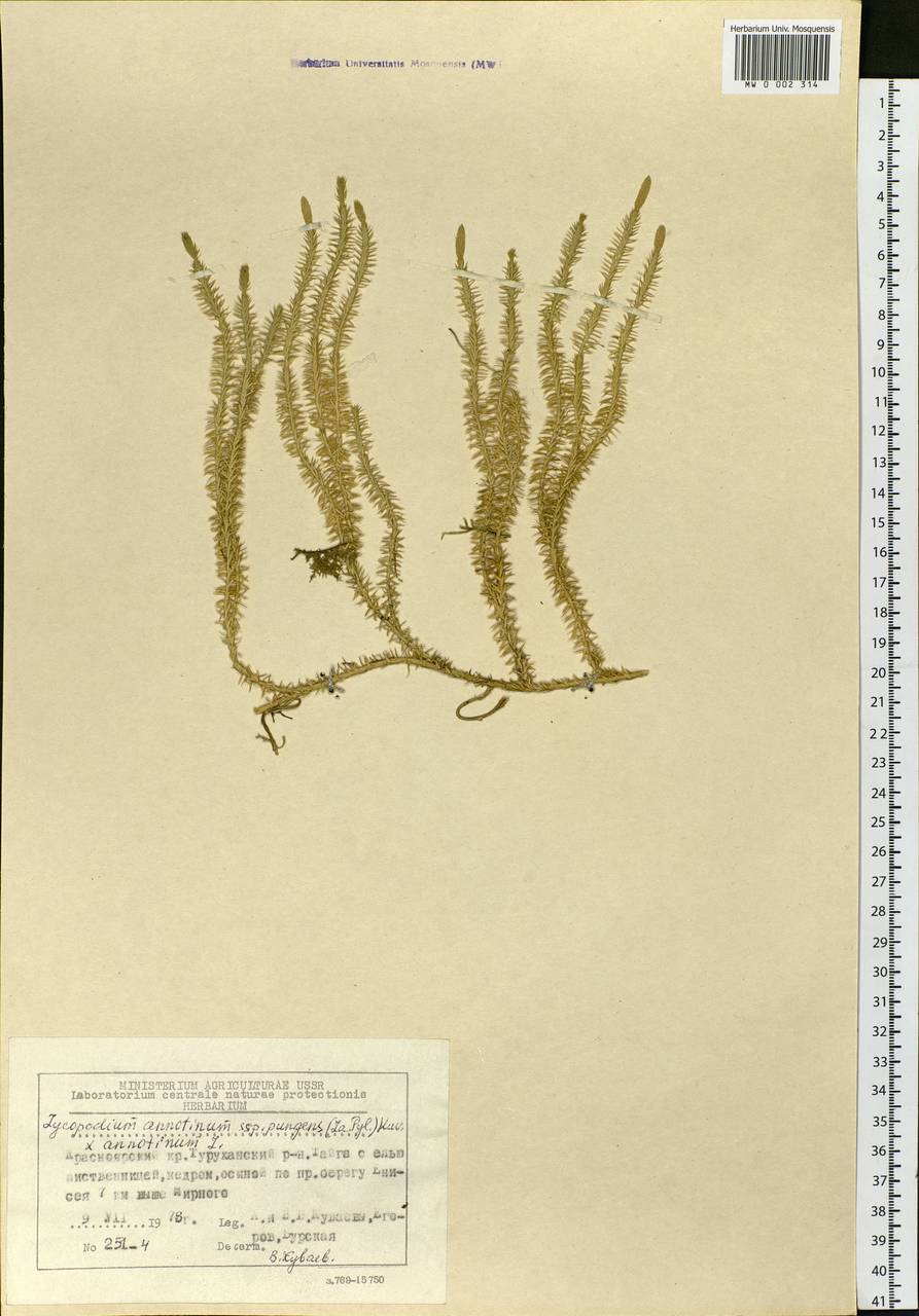 Spinulum annotinum subsp. annotinum, Siberia, Central Siberia (S3) (Russia)