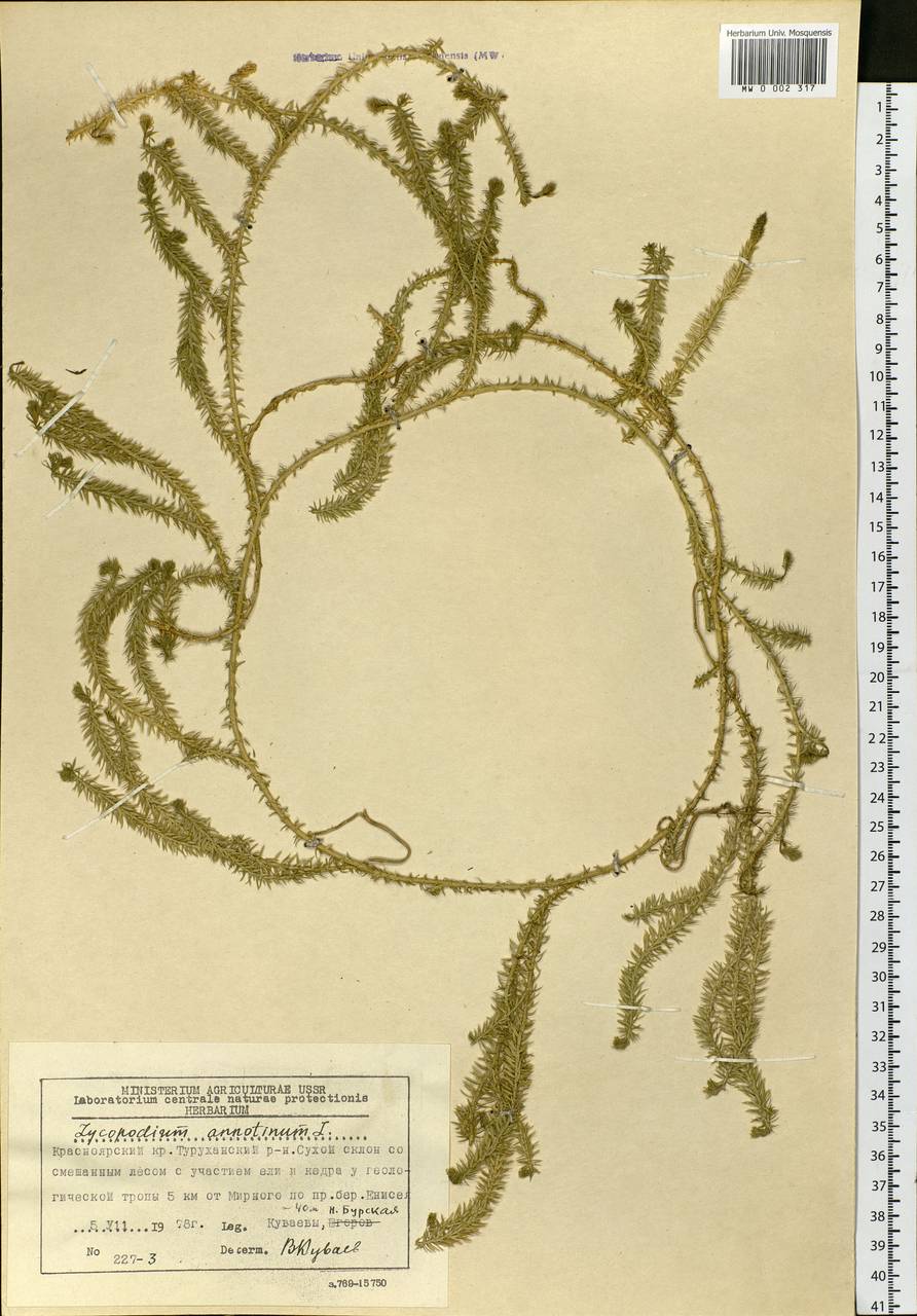 Spinulum annotinum subsp. annotinum, Siberia, Central Siberia (S3) (Russia)