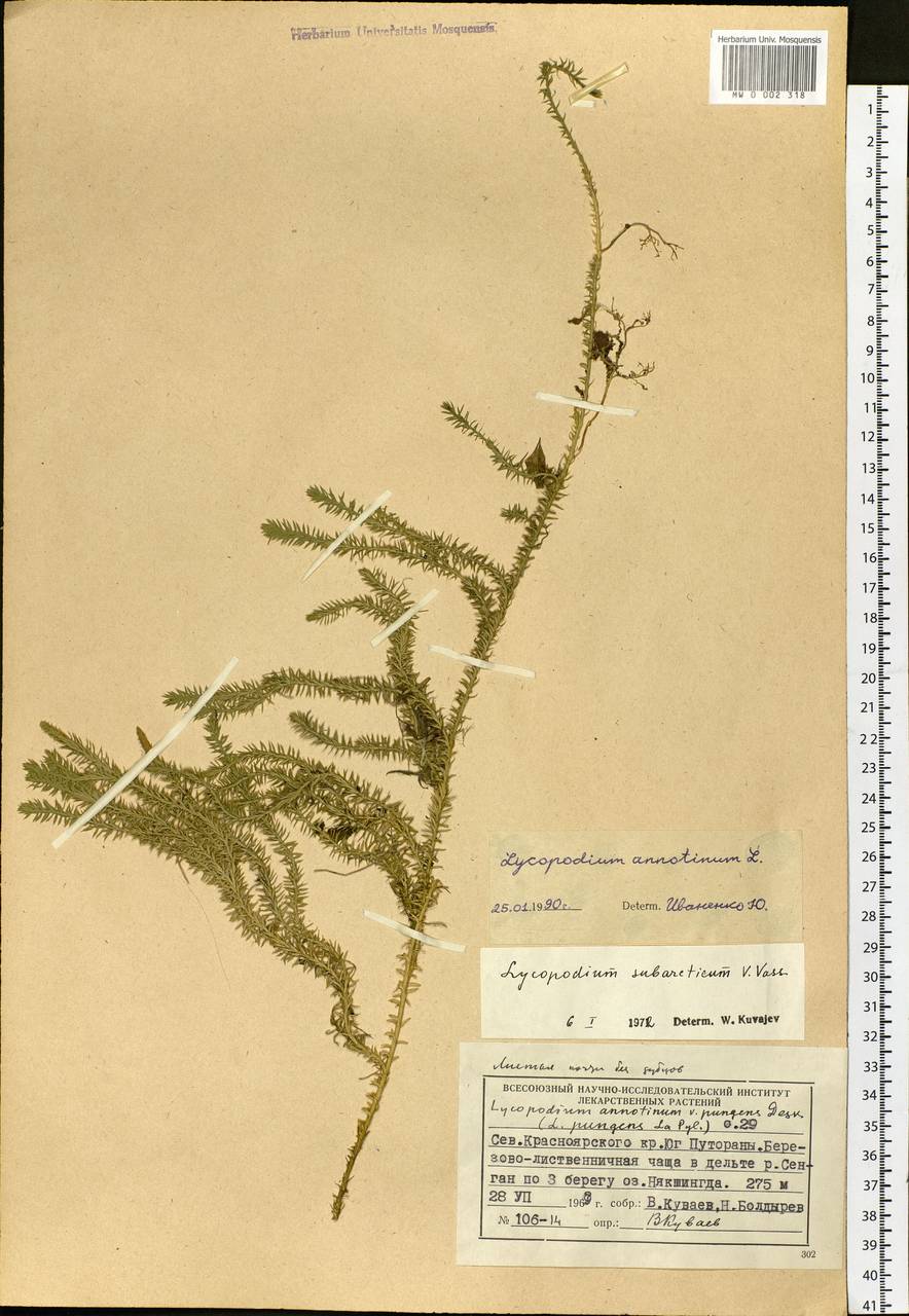 Spinulum annotinum subsp. annotinum, Siberia, Central Siberia (S3) (Russia)