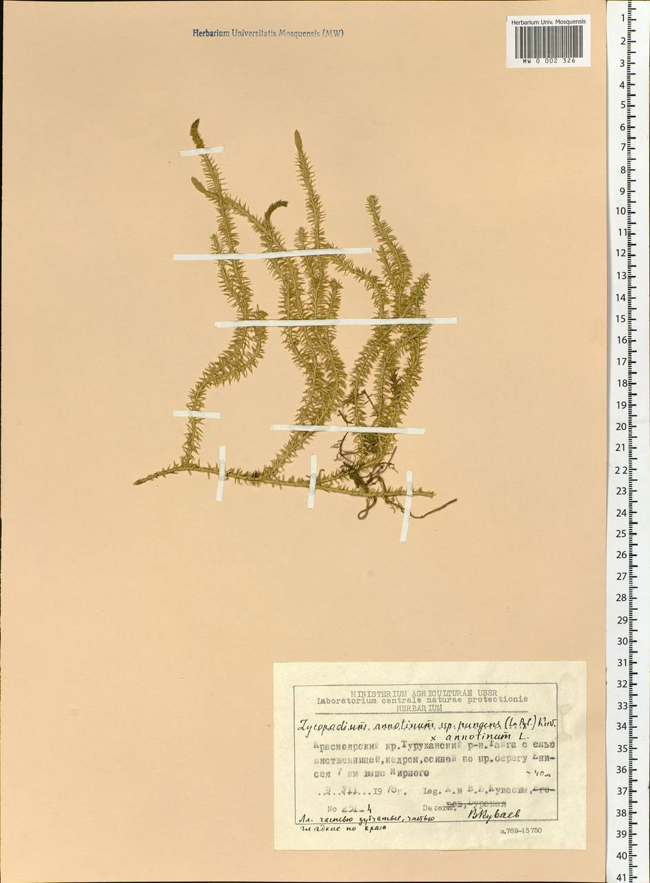 Spinulum annotinum subsp. annotinum, Siberia, Central Siberia (S3) (Russia)