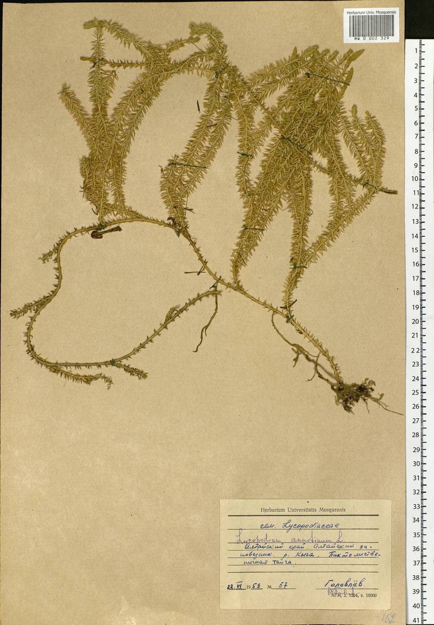 Spinulum annotinum subsp. annotinum, Siberia, Altai & Sayany Mountains (S2) (Russia)