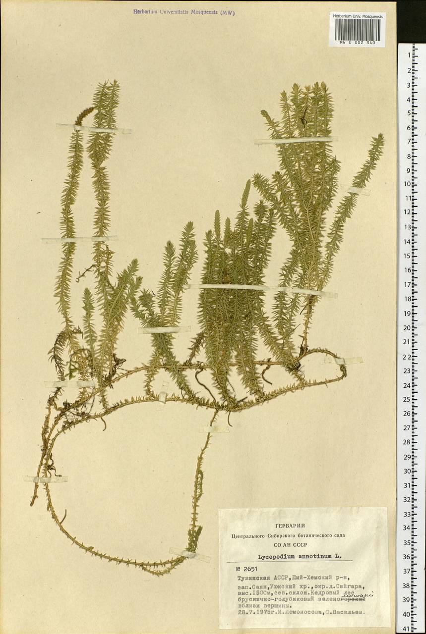 Spinulum annotinum subsp. annotinum, Siberia, Altai & Sayany Mountains (S2) (Russia)