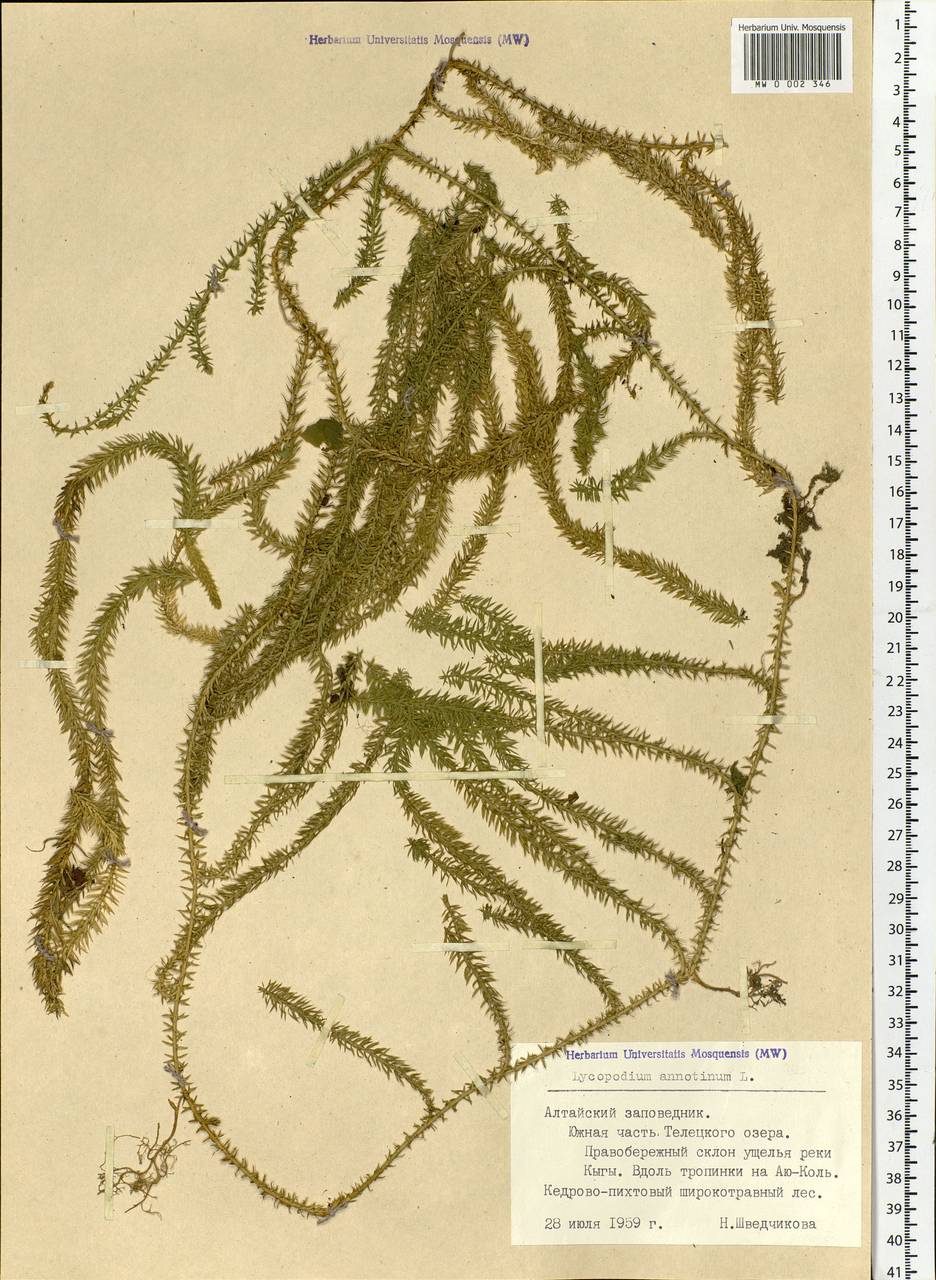 Spinulum annotinum subsp. annotinum, Siberia, Altai & Sayany Mountains (S2) (Russia)