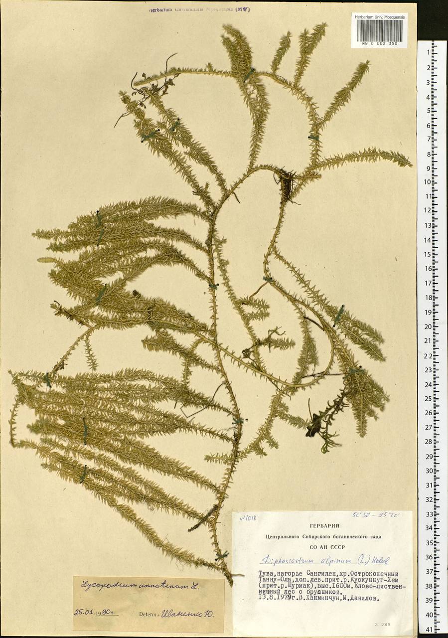 Spinulum annotinum subsp. annotinum, Siberia, Altai & Sayany Mountains (S2) (Russia)