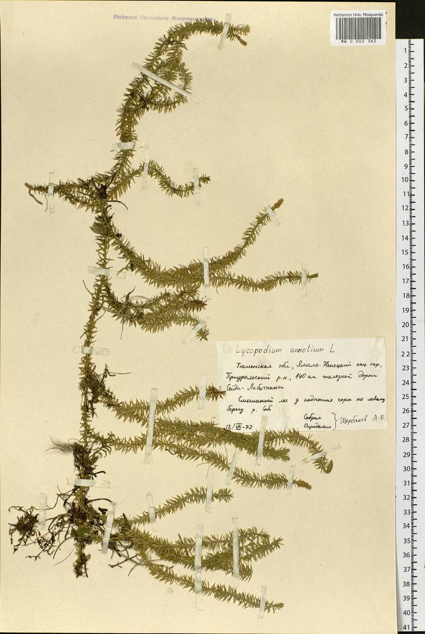 Spinulum annotinum subsp. annotinum, Siberia, Western Siberia (S1) (Russia)