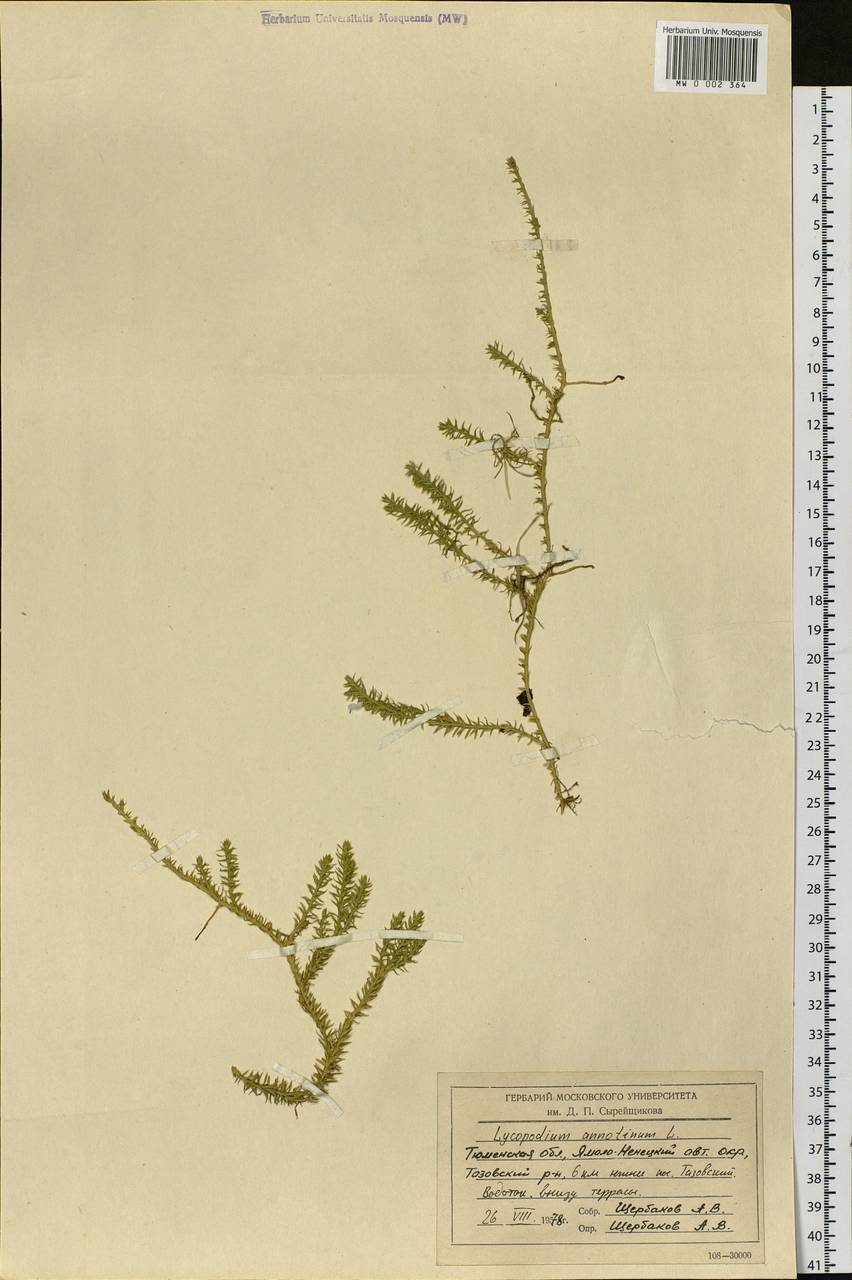 Spinulum annotinum subsp. annotinum, Siberia, Western Siberia (S1) (Russia)