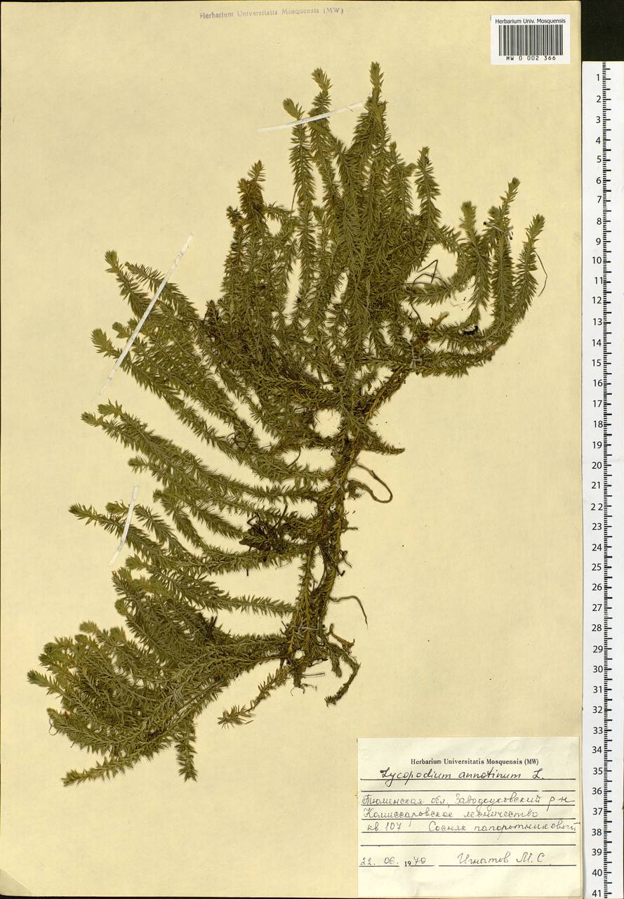 Spinulum annotinum subsp. annotinum, Siberia, Western Siberia (S1) (Russia)