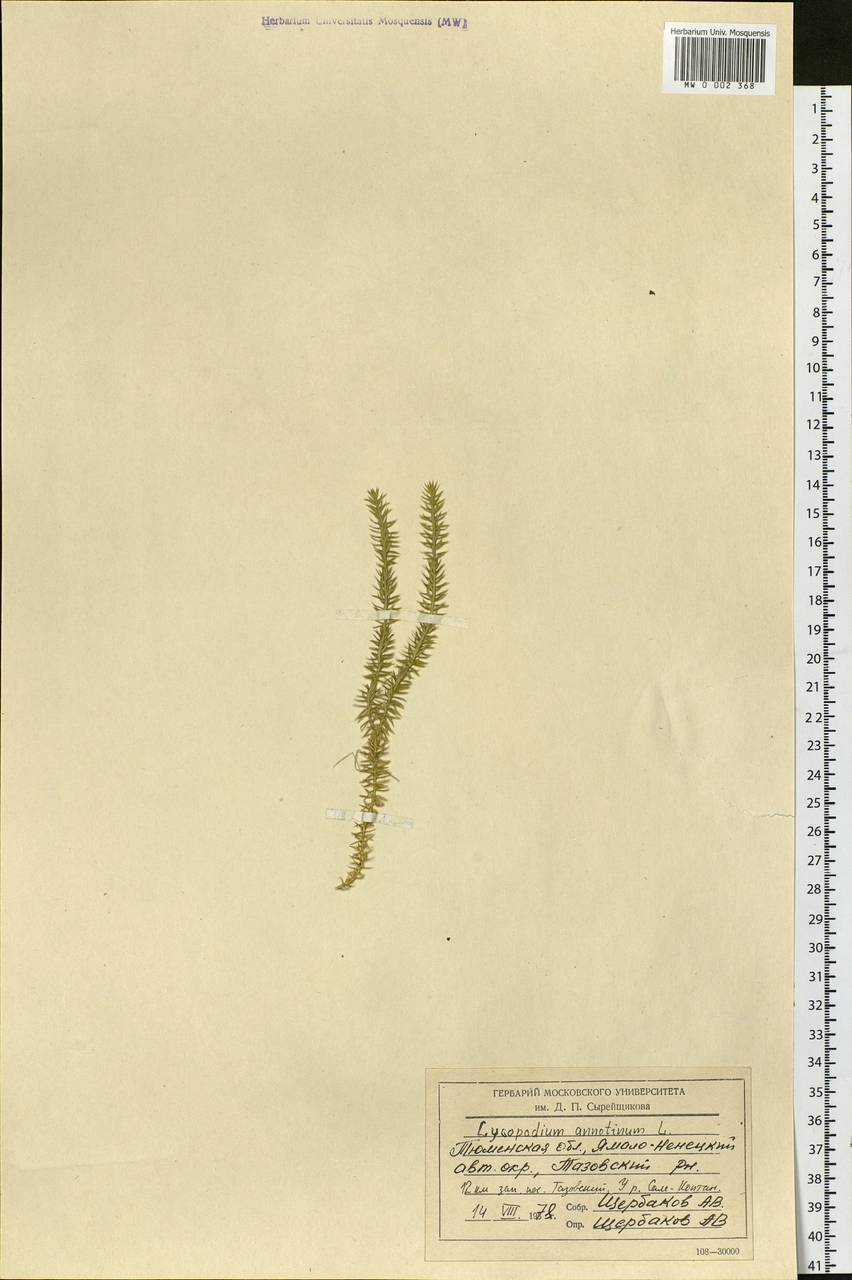 Spinulum annotinum subsp. annotinum, Siberia, Western Siberia (S1) (Russia)