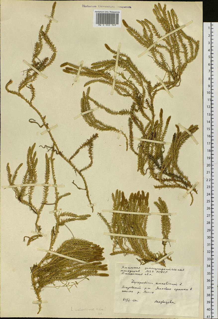 Spinulum annotinum subsp. annotinum, Siberia, Western Siberia (S1) (Russia)