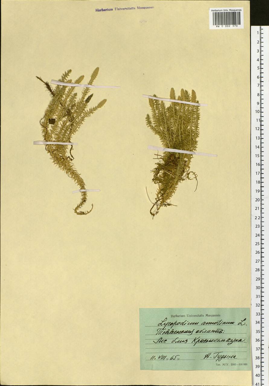 Spinulum annotinum subsp. annotinum, Siberia, Western Siberia (S1) (Russia)