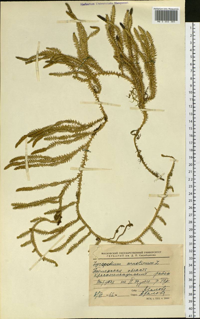 Spinulum annotinum subsp. annotinum, Siberia, Western Siberia (S1) (Russia)