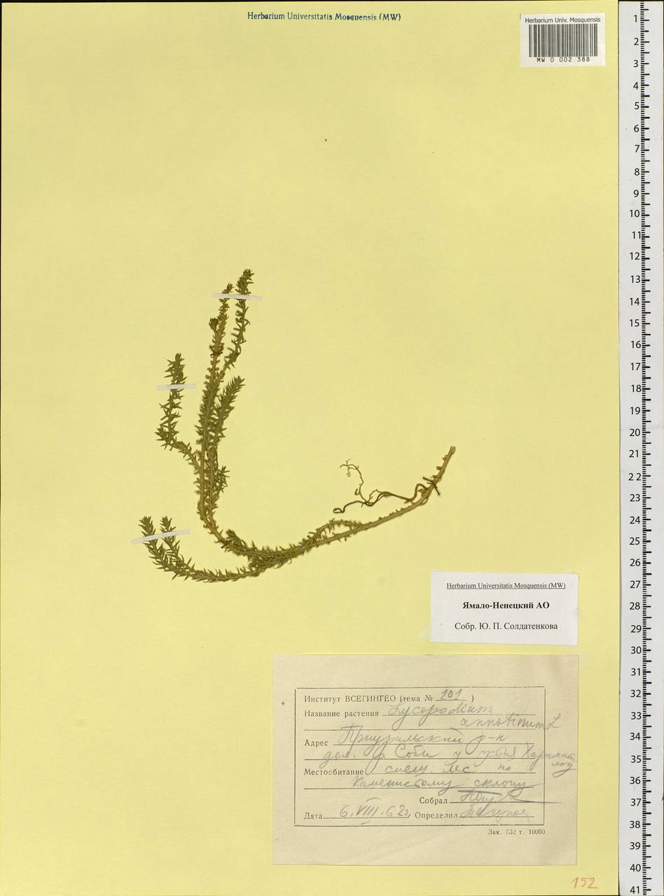 Spinulum annotinum subsp. annotinum, Siberia, Western Siberia (S1) (Russia)