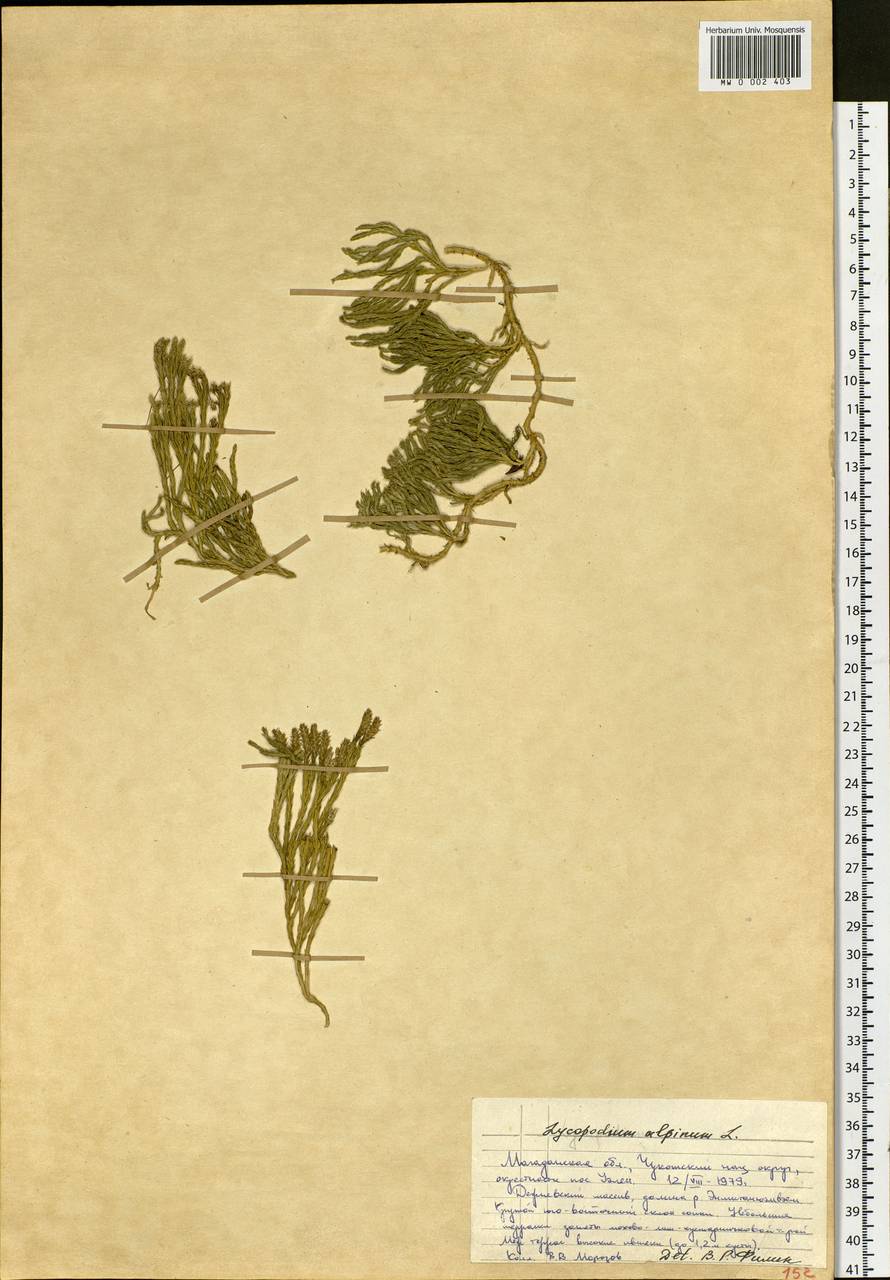 Diphasiastrum alpinum (L.) Holub, Siberia, Chukotka & Kamchatka (S7) (Russia)