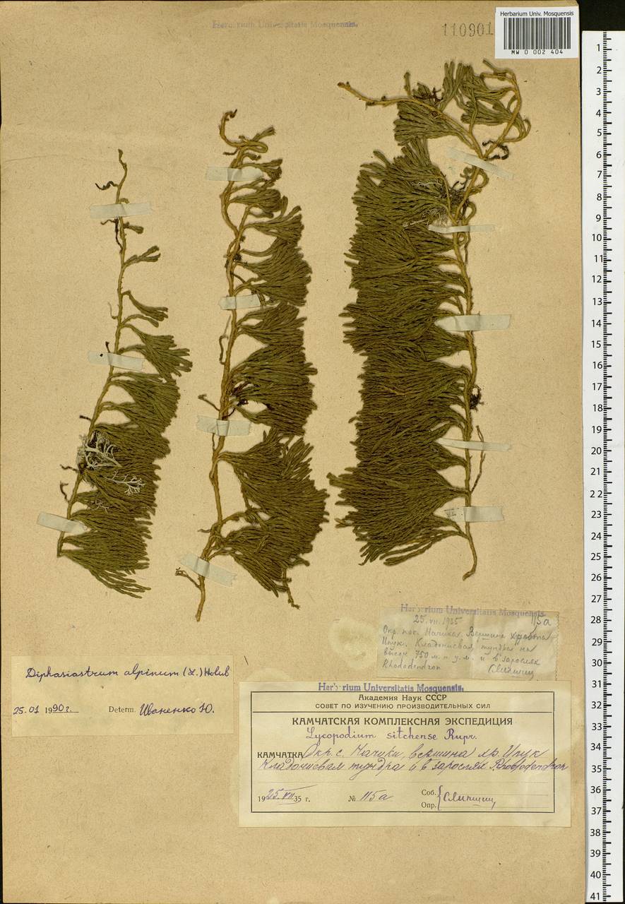 Diphasiastrum alpinum (L.) Holub, Siberia, Chukotka & Kamchatka (S7) (Russia)