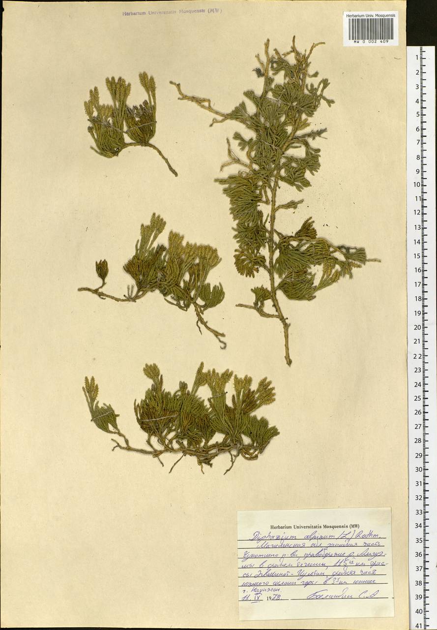 Diphasiastrum alpinum (L.) Holub, Siberia, Chukotka & Kamchatka (S7) (Russia)