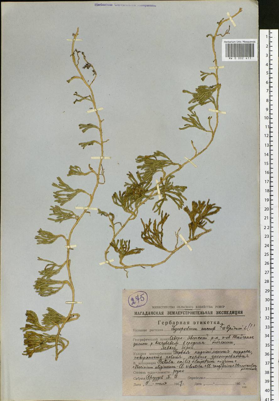 Diphasiastrum alpinum (L.) Holub, Siberia, Chukotka & Kamchatka (S7) (Russia)