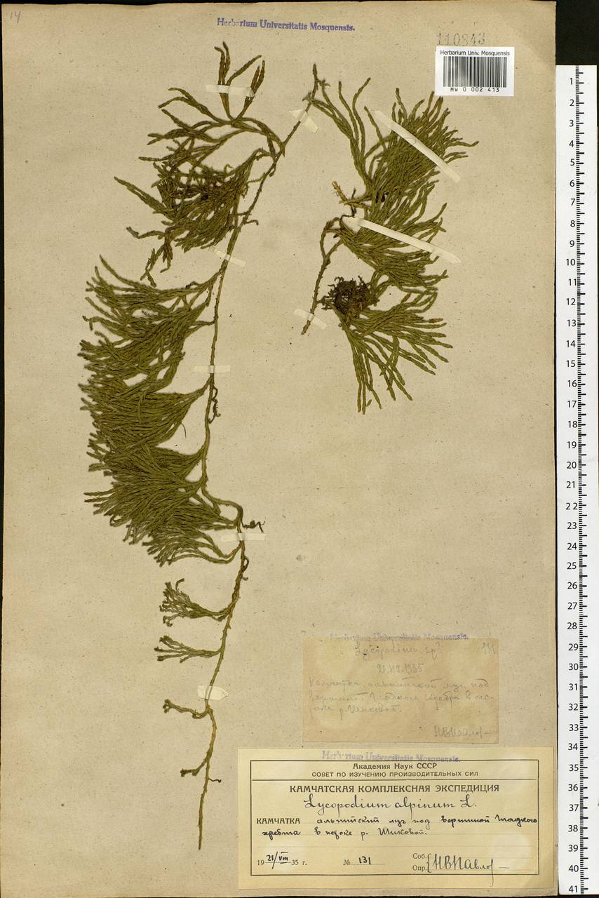 Diphasiastrum alpinum (L.) Holub, Siberia, Chukotka & Kamchatka (S7) (Russia)