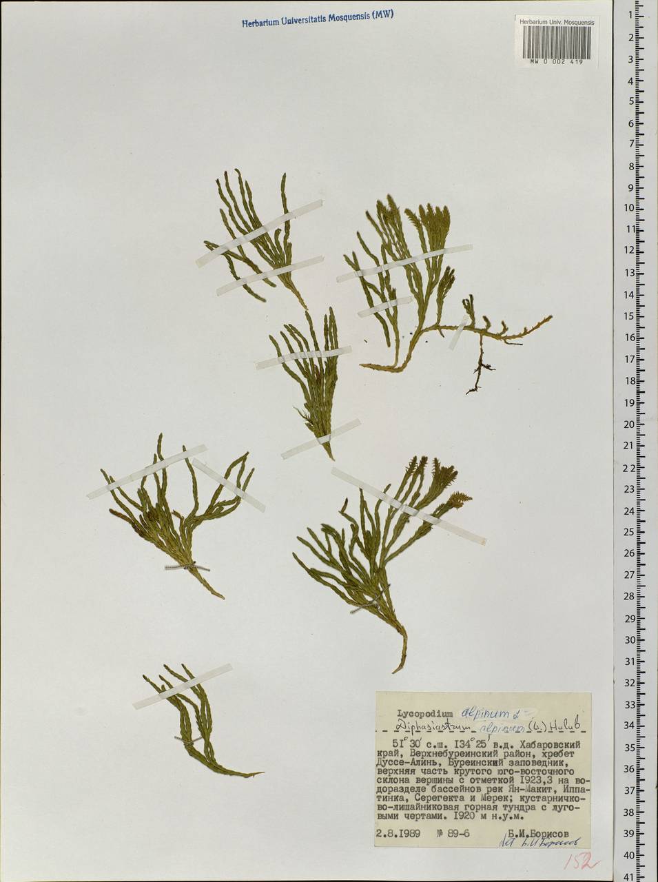 Diphasiastrum alpinum (L.) Holub, Siberia, Russian Far East (S6) (Russia)