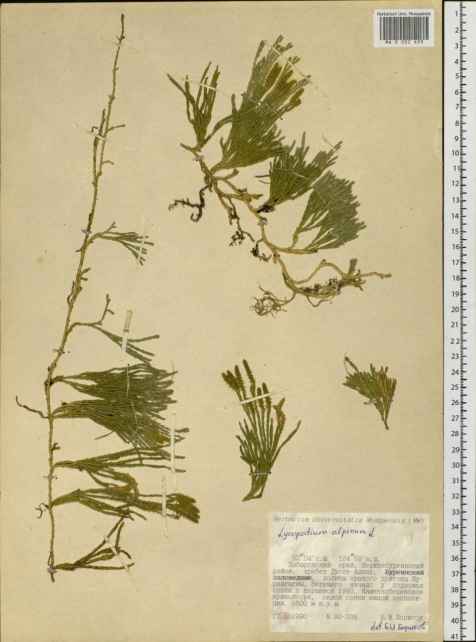 Diphasiastrum alpinum (L.) Holub, Siberia, Russian Far East (S6) (Russia)