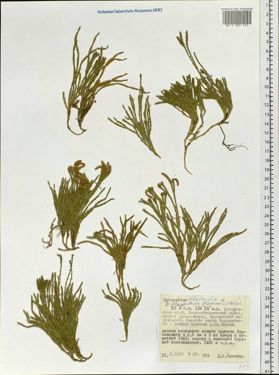 Diphasiastrum alpinum (L.) Holub, Siberia, Russian Far East (S6) (Russia)