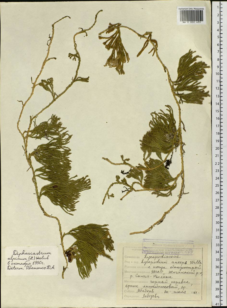 Diphasiastrum alpinum (L.) Holub, Siberia, Yakutia (S5) (Russia)