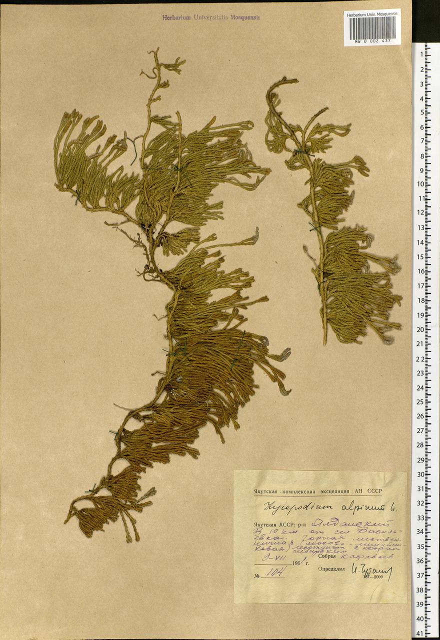 Diphasiastrum alpinum (L.) Holub, Siberia, Yakutia (S5) (Russia)
