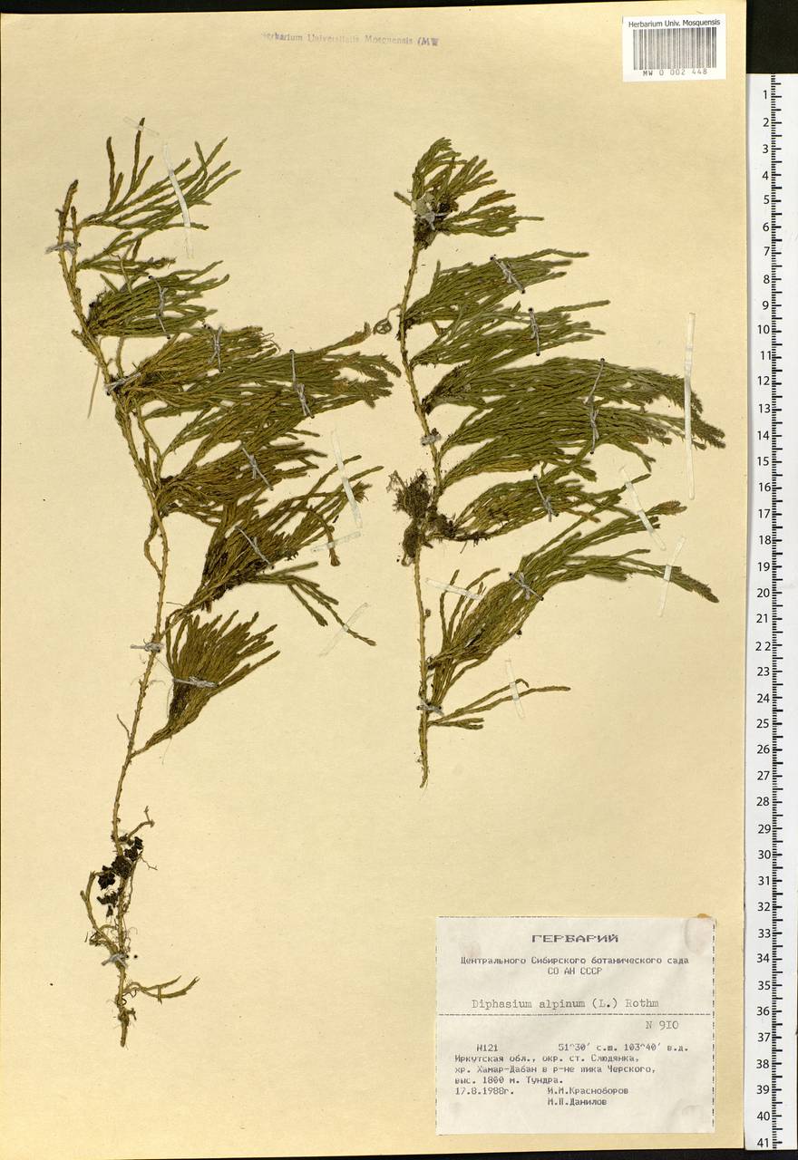 Diphasiastrum alpinum (L.) Holub, Siberia, Baikal & Transbaikal region (S4) (Russia)