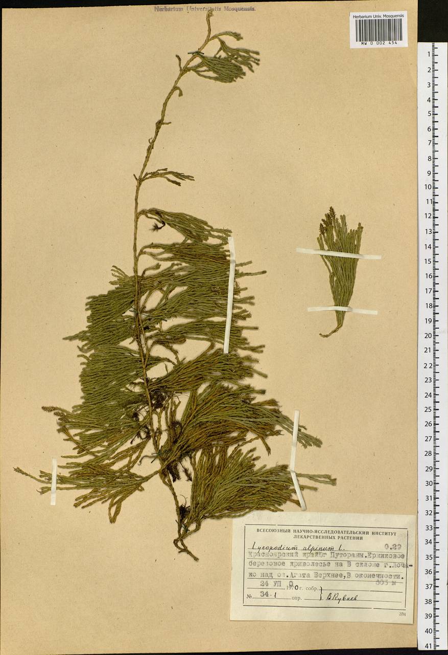 Diphasiastrum alpinum (L.) Holub, Siberia, Central Siberia (S3) (Russia)