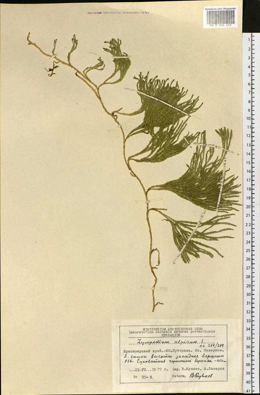 Diphasiastrum alpinum (L.) Holub, Siberia, Central Siberia (S3) (Russia)