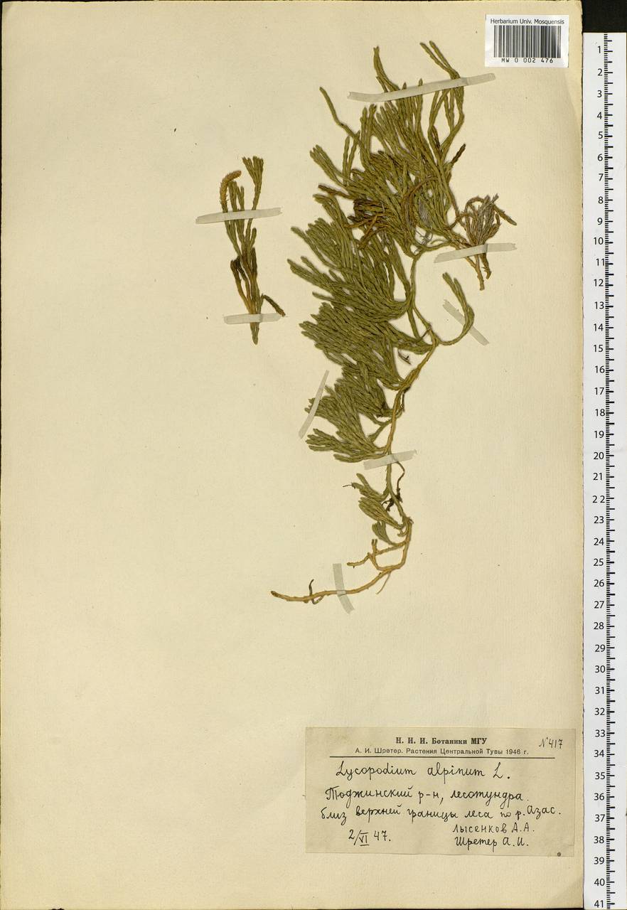 Diphasiastrum alpinum (L.) Holub, Siberia, Altai & Sayany Mountains (S2) (Russia)