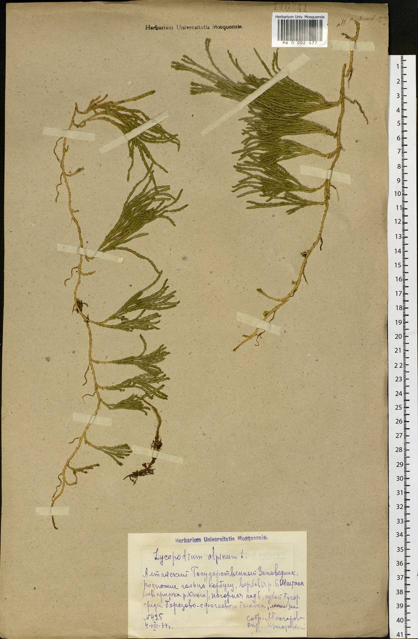 Diphasiastrum alpinum (L.) Holub, Siberia, Altai & Sayany Mountains (S2) (Russia)