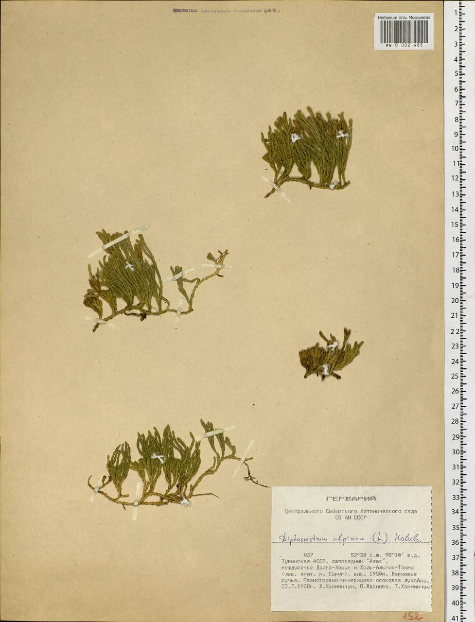 Diphasiastrum alpinum (L.) Holub, Siberia, Altai & Sayany Mountains (S2) (Russia)