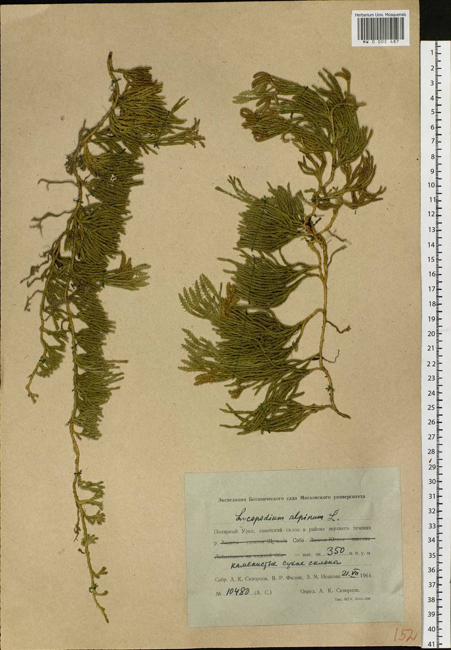 Diphasiastrum alpinum (L.) Holub, Siberia, Western Siberia (S1) (Russia)